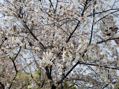 春、桜満開です🌸