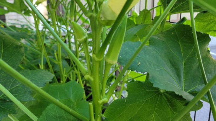 夏の自由研究♪