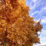 秋のひとコマ🍁🍂